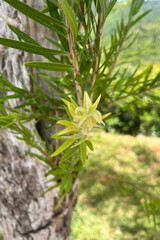 Melaleuca viminalis (Sol. ex Gaertn.) Byrnes, commonly known as Red Bottlebrush, is a flowering plant with bright red, brush-like blooms, native to Australia and widely cultivated in warm climates.