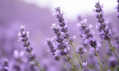 Obraz premium Lavender (Lavandula angustifolia) Highly valued for its fragrance and delicate purple flowers, lavender is a favorite in English gardens, particularly