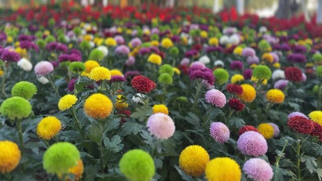 Colorful Pompons Chrysanthemum flowers blooming in a garden, displaying vibrant and delicate petals.  
