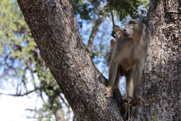 Bärenpavian / Chacma baboon / Papio ursinus