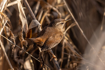 wren bird