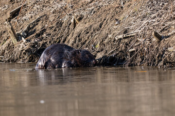 wild beaver in the water © Robert