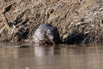 Fototapeta premium Beaver sitting on the river bank