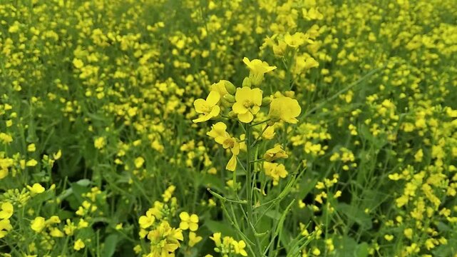 Brassica juncea mustard plant with beautiful yellow colour fresh organic agriculture field farming with relaxing nature and spring season sunny day