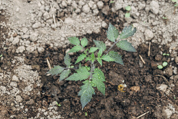 close up of beautiful tomato leaf texture with water droplets on the leaf
