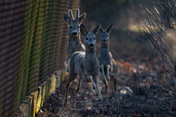 A herd of deer running towards the camera