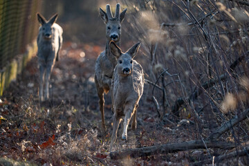 A herd of deer running towards the camera
