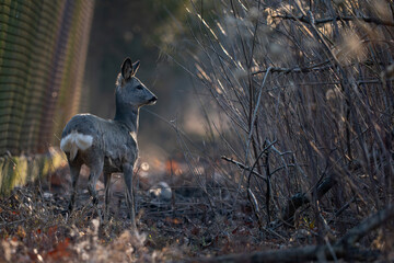 roe deer in the meadow