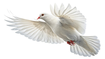 Obraz premium white dove isolated on white, white dove flying side view