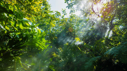 The Tropical jungle with river and sun beam and foggy in the garden.