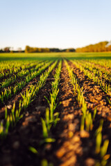 Rows of young spring wheat shoots in a field. Green young wheat growing in the fields at sunset. The concept of agriculture, ecology, gardening © maxbelchenko
