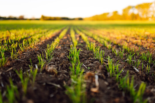 Rows of young spring wheat shoots in a field. Green young wheat growing in the fields at sunset. The concept of agriculture, ecology, gardening