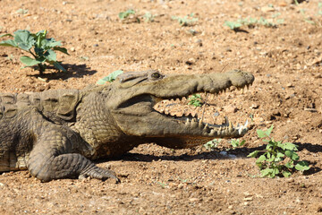 Nilkrokodil / Nile crocodile / Crocodylus niloticus..