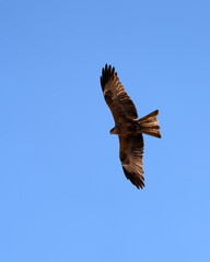 Black kite, Milvus migrans, in flight in Abu Simbel, Egypt