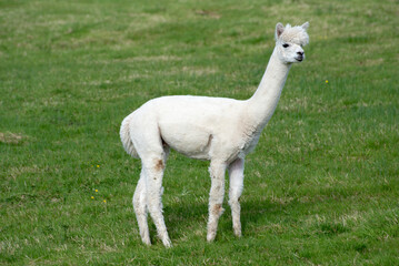 Fototapeta premium White alpaca on the grass, Ireland