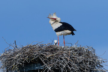 Weißstorch mit Jungtier auf dem Nest 