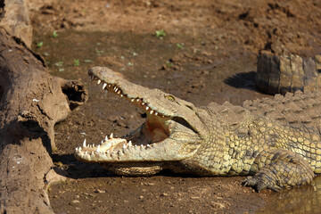 Nilkrokodil / Nile crocodile / Crocodylus niloticus..