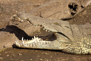 Obraz premium Nilkrokodil / Nile crocodile / Crocodylus niloticus..
