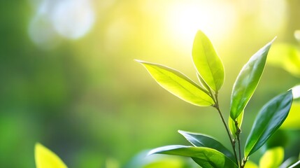 Fototapeta premium Bright green leaves illuminated by sunlight creating a serene natural atmosphere : Generative AI