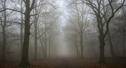Heavy fog obscuring forest path trees fading into mist uncertainty