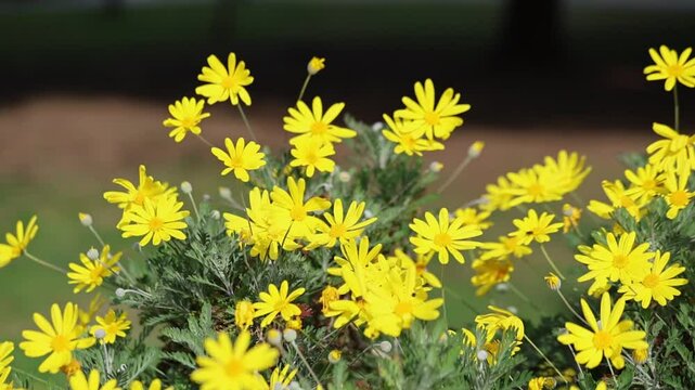 flowers of Grey-leaved euryops (Euryops pectinatus)