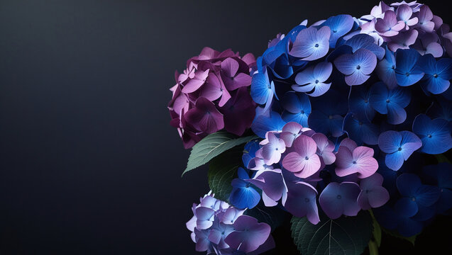 Striking floral photography featuring deep blue and purple hydrangea blossoms with rich contrast and a matte black background - Powered by Adobe