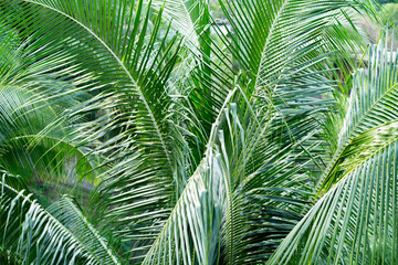 Fototapeta premium Lush palm leaves create a rich green scene typical of Thailand's serene jungles.