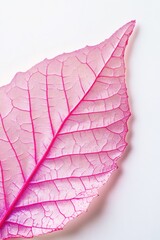 Fototapeta premium Close-up of a single, vibrant pink leaf with visible veins against a white background.