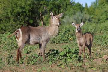 Wasserbock / Waterbuck / Kobus ellipsiprymnus..