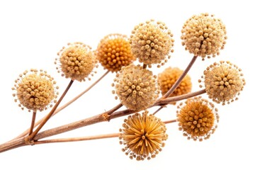 Panoramic close-up of isolated dry twig inflorescence balls; detailed botanical image, nature stock photo.