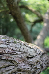 Obraz premium Close-Up of Tree Bark with Blurred Forest Background
