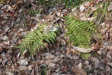 野山の林内や林縁ににごく普通に見られるシダのオクマワラビ