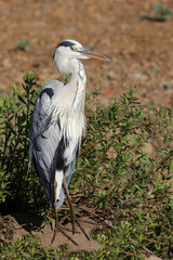 Afrikanischer Graureiher / Grey heron / Ardea cinerea