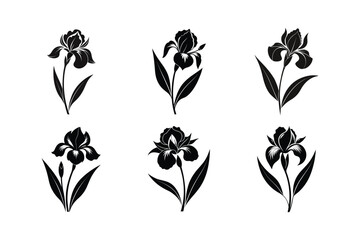 Iris (Iris spp.) silhouette vector illustration