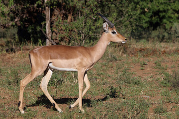 Schwarzfersenantilope / Impala / Aepyceros melampus