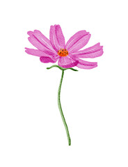 pink cosmos flower illustration in watercolor artstyle 
