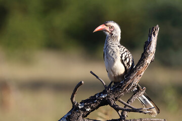 Rotschnabeltoko / Red-billed hornbill / Tockus erythrorhynchus