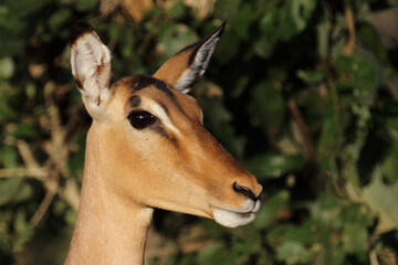 Schwarzfersenantilope / Impala / Aepyceros melampus