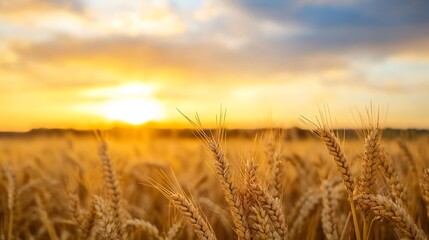 Obraz premium Golden wheat field illuminated by the warm glow of the setting sun creating a picturesque landscape : Generative AI