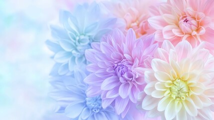 Fototapeta premium Pastel Dahlias Soft Focus Floral Background