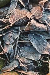 Feuilles mortes gelées