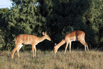Schwarzfersenantilope / Impala / Aepyceros melampus