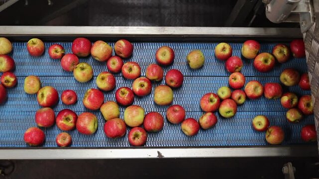Panning with apples on conveyor in mechanized food processing plant