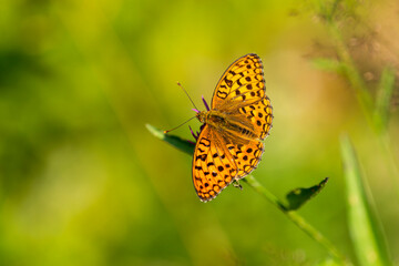 Feuriger Perlmuttfalter ( Fabriciana adippe )	
