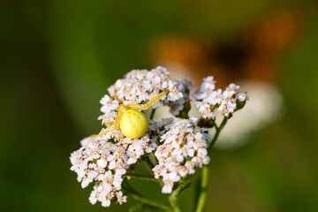 Veränderliche Krabbenspinne ( Misumena vatia ) auf Schafgarbe	
