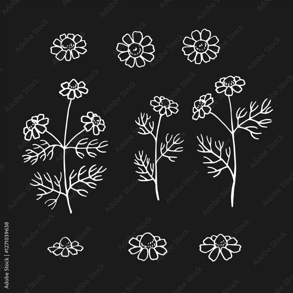 Canvas Prints set of chamomile. hand drawn vector illustration in outline style.