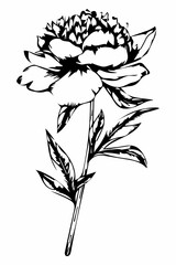 Watercolor painting of a large bird that has blossomed