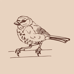 Titmouse. Hand drawn vector illustration.