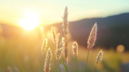 Obraz premium Beautiful Sunlight Glowing Through Grassy Landscape with Soft Blades : Generative AI