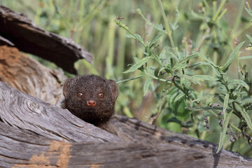 Südliche Zwergmanguste / Dwarf mongoose / Helogale parvula